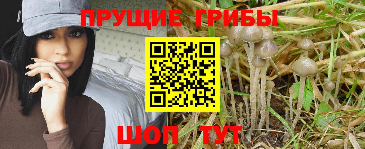 Галлюциногенные грибы Psilocybine cubensis Канаш